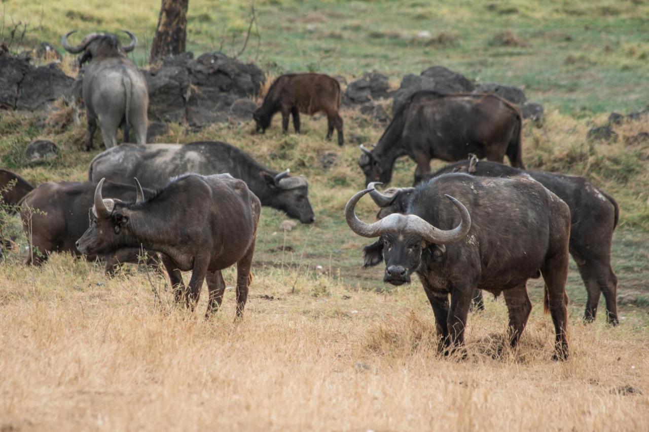 Sarova Lion Hill Game Lodge Nakuru Buitenkant foto