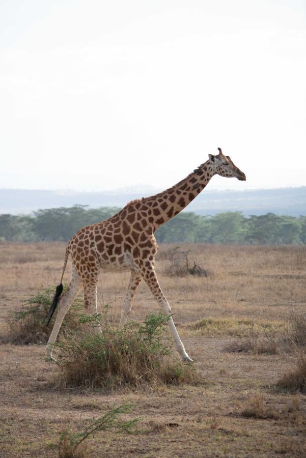 Sarova Lion Hill Game Lodge Nakuru Buitenkant foto
