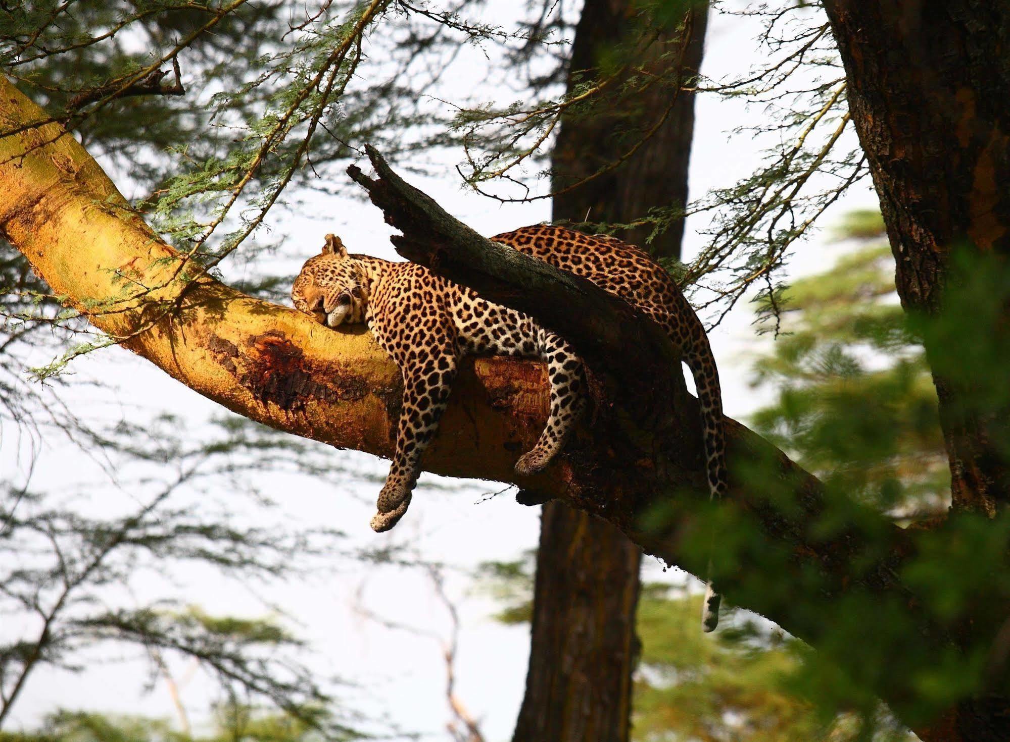 Sarova Lion Hill Game Lodge Nakuru Buitenkant foto