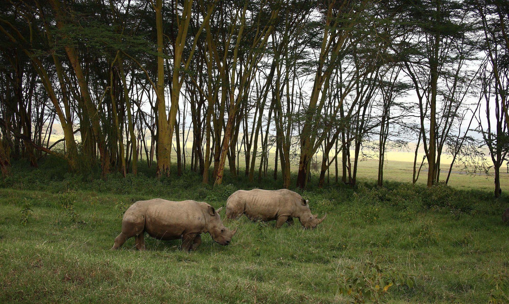 Sarova Lion Hill Game Lodge Nakuru Buitenkant foto